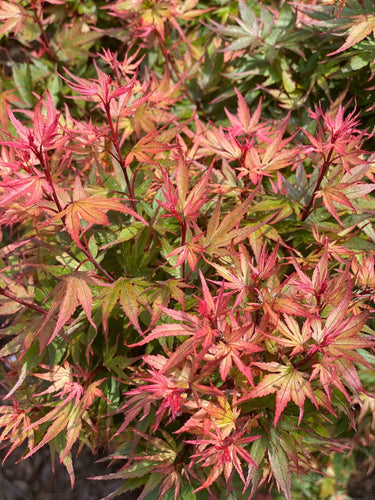 Acer palmatum 'Kuro hime' Dwarf Japanese Maple